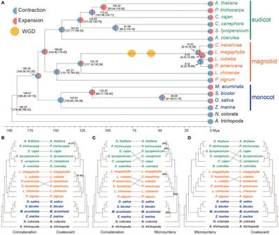 Unique gene duplications and conserved microsynteny potentially associated with resistance to wood decay in the Lauraceae